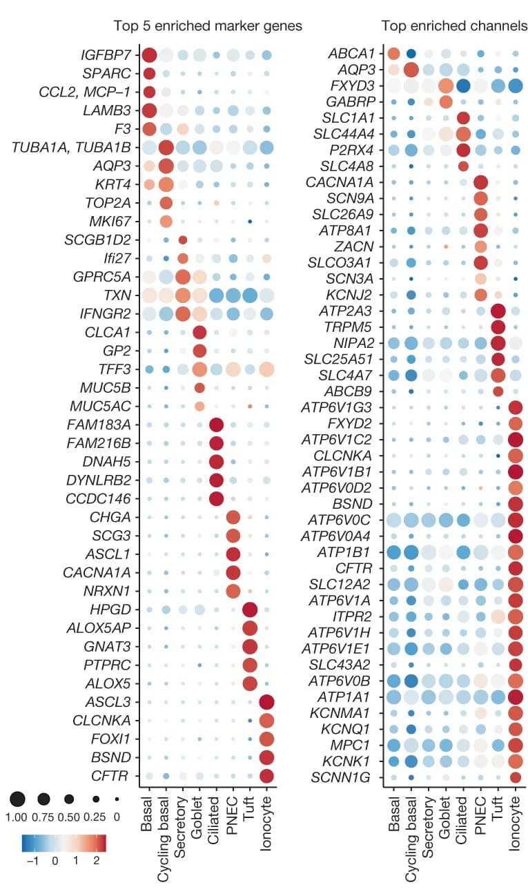 Open access visualization of Bubble Plot, Marker Genes, Enriched Channels, Gene Expression, Cell Types
