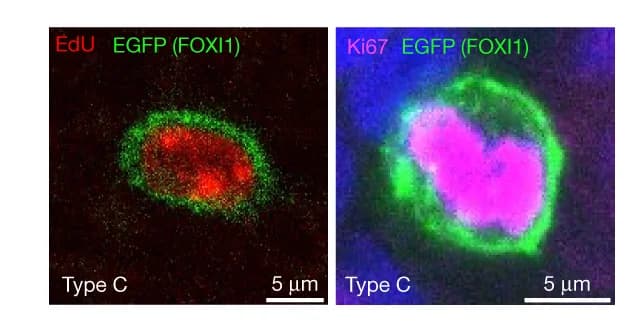 Open access visualization of Microscopy, FOXI1-Cre ERT2::ROSA-TG ALI Cultures, OH-Tam, EdU, Ki67
