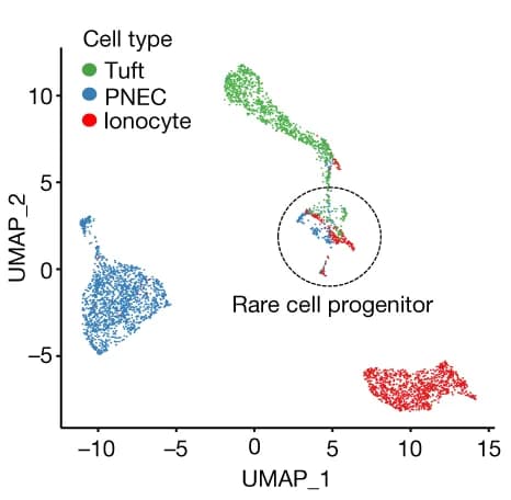 Open access visualization of Scatter Plot, UMAP, Rare Cell Types, Transcriptomes, Human