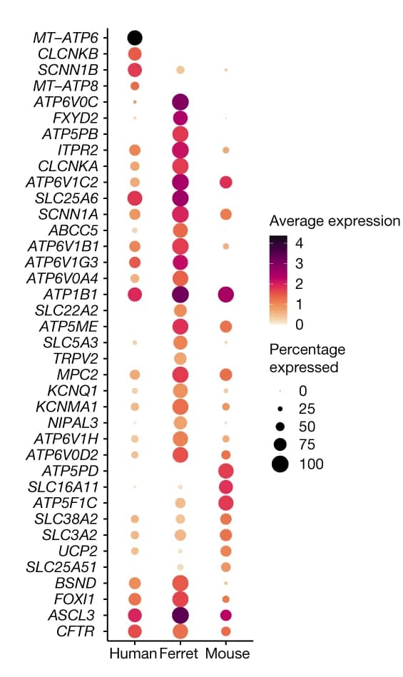 Open access visualization of Bubble Plot, Ion Channel Genes, Expression Levels, Ionocytes, Human