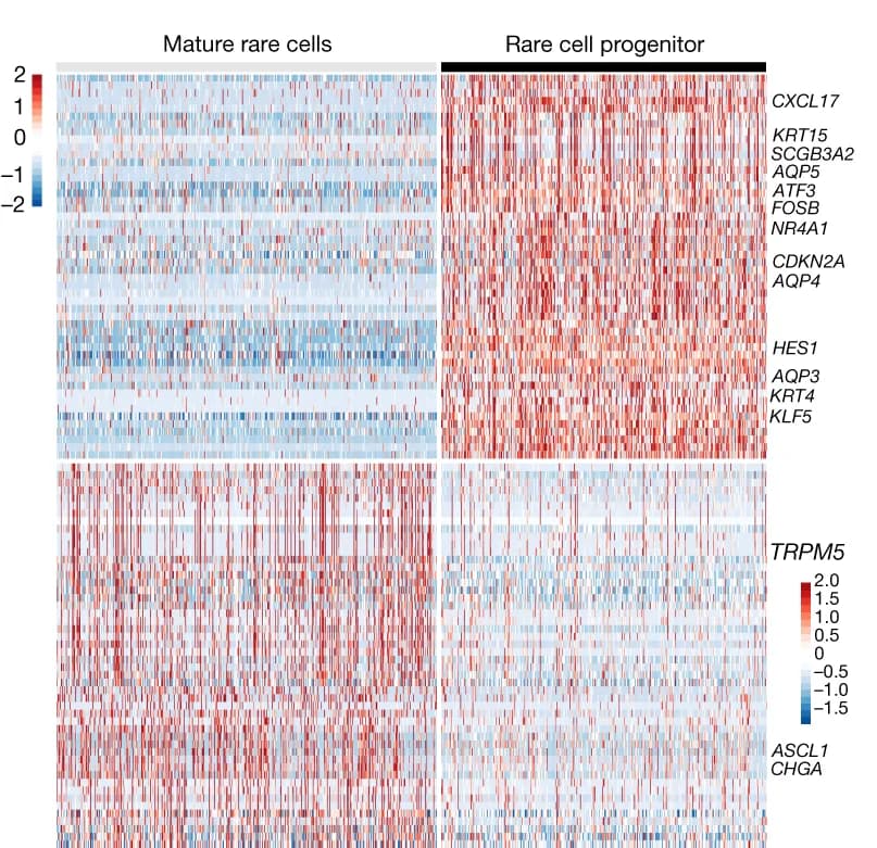 Open access visualization of Heatmap, Gene Expression, Signatures, Rare Cell Progenitors, Mature Rare Cells