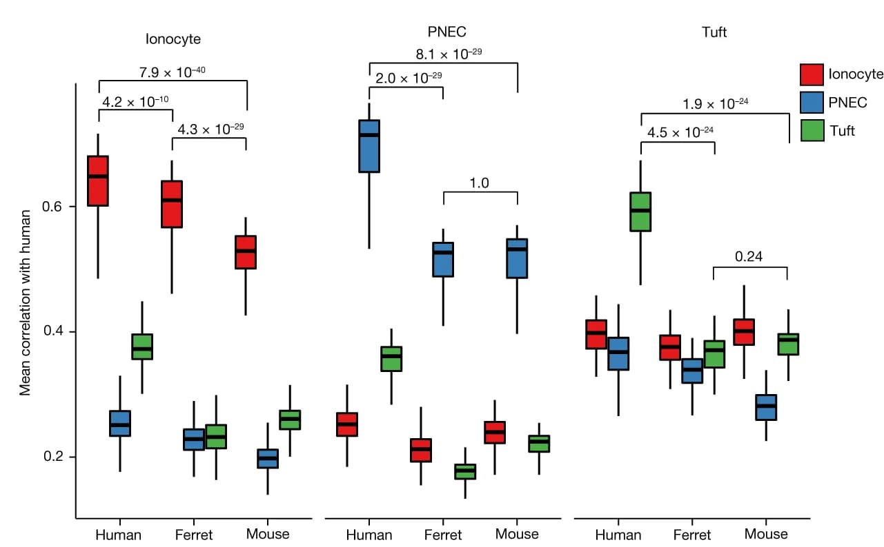 Open access visualization of Box Plot, Interspecies Comparison, Mouse, Ferret, Rare Cell Types
