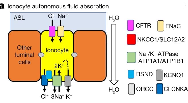 Open access visualization of Workflow, Illustration, Pulmonary Ionocytes, Anion Movement, Airway Epithelia