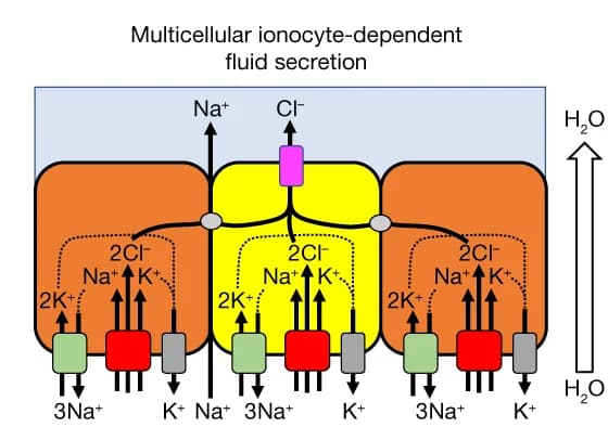 Open access visualization of Workflow, Flowchart, Illustration, Ionocyte, Anion Movement