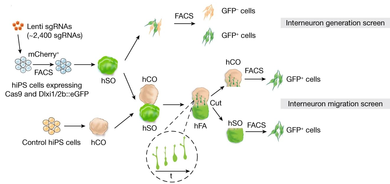 Open access visualization of Workflow, Flowchart, Illustration, Interneuron Generation, Interneuron Migration