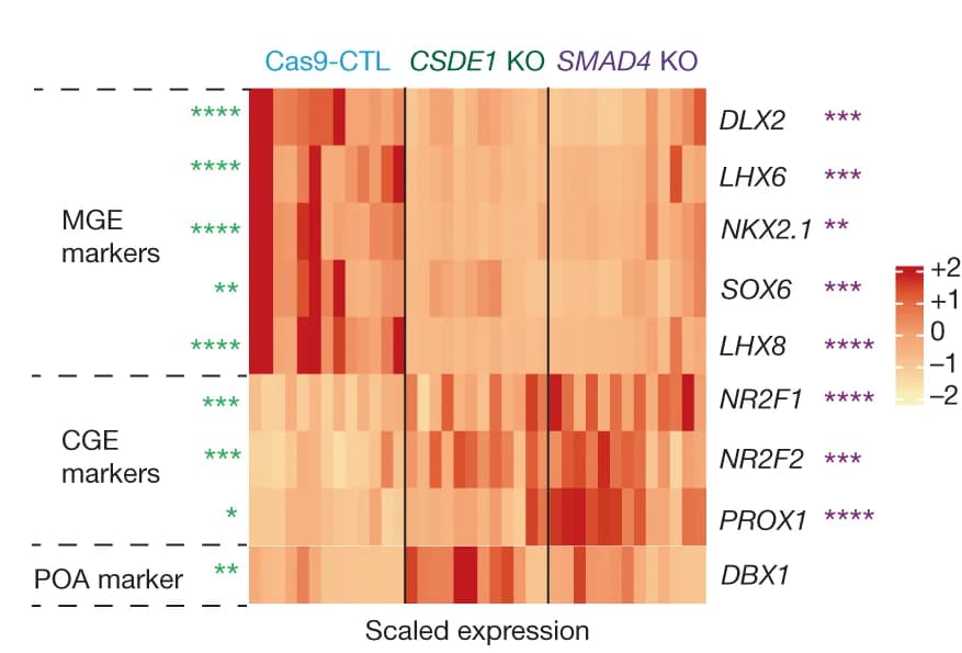 Open access visualization of Heatmap, Transcription Factors, Cas9-CTL, KO hSO, RT-qPCR