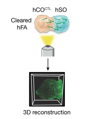 Open access visualization of 3D Plot, hFA Imaging, 3D Reconstruction