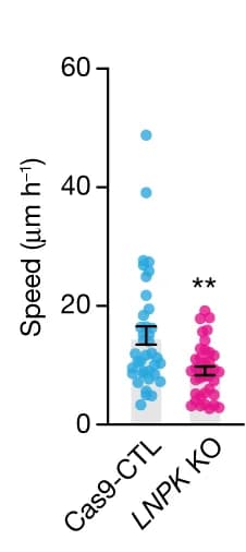 Open access visualization of Scatter Plot, Error Bars, Speed of Movement, Dlxi1/2b::eGFP Cells, Cas9 CTL