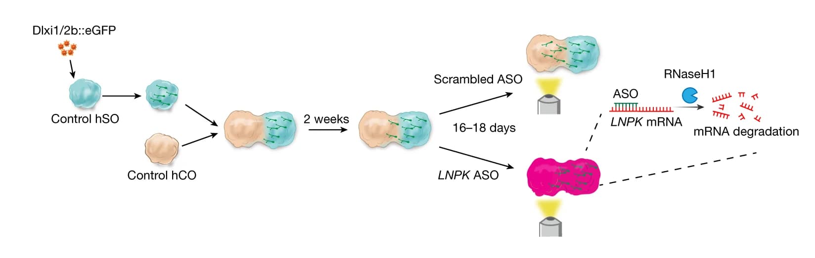 Open access visualization of Workflow, Illustration, Experimental Design, ASO, LNPK