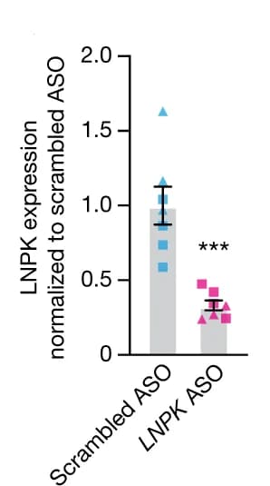 Open access visualization of Bar Plot, Error Bars, Scatter Plot, hFA, Western Blot Analysis