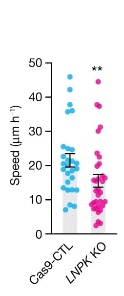 Open access visualization of Scatter Plot, Error Bars, Speed of movement, SEC61B-mEGFP + cells, Cas9-CTL