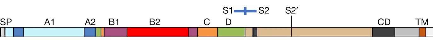 Open access visualization of Illustration, Spike Protein, Primary Sequence, Domain, Protease Cleavage Site
