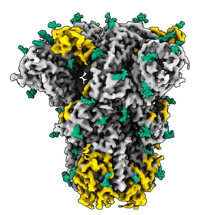 Open access visualization of Protein Structure, Cryo-EM, Density Map, Spike Protein, Glycans