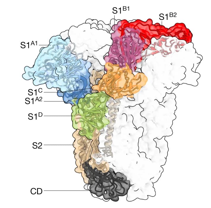 Open access visualization of Protein Structure, Spike Trimer, Protomer, Domain