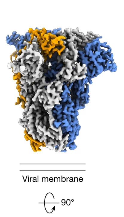 Open access visualization of Protein Structure, Spike Trimer, Density Map, Cryo-EM