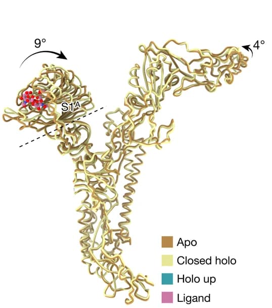 Open access visualization of Protein Structure, HKU1-A Spike, Apo State, Ligand-bound State, Closed Holo State