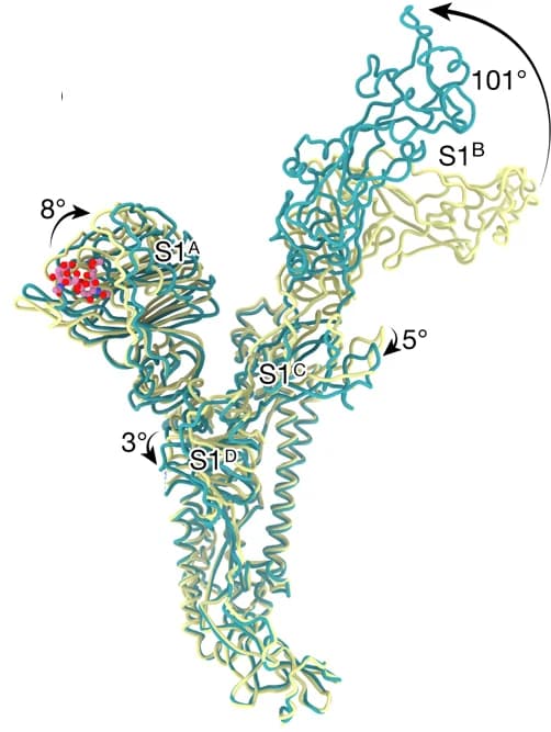 Open access visualization of Protein Structure, Domain Rotations, Closed Holo State, Holo Up Conformation, 3-Up State