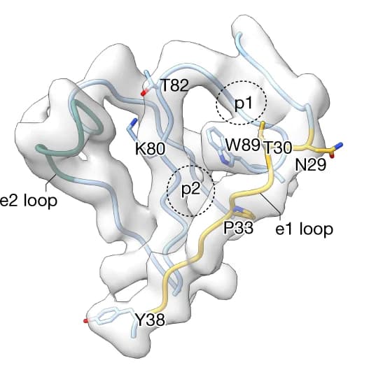Open access visualization of Protein Structure, 3D Plot, Sialic Acid-Binding Pocket, Apo State, e1 Loop