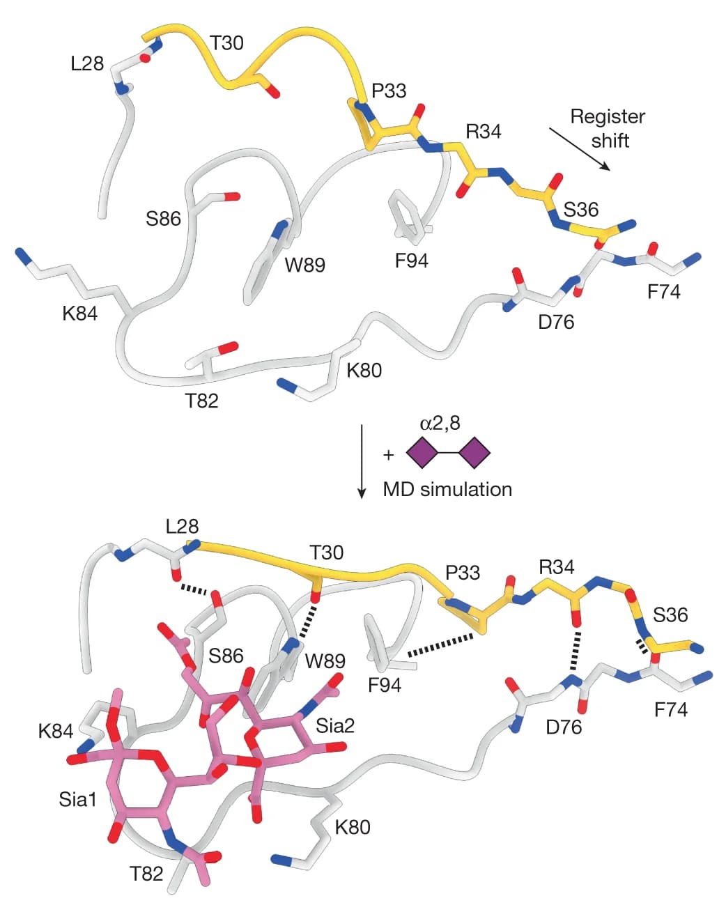 Open access visualization of Protein Structure, Chemical Structure, Molecular dynamics simulation, Disialoside, Cryo-EM model