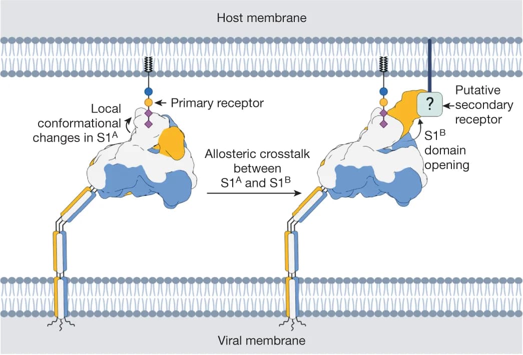 Open access visualization of Illustration, HKU1-A Spike, Carbohydrate Receptor, S1 A Domain, S1 B Domain