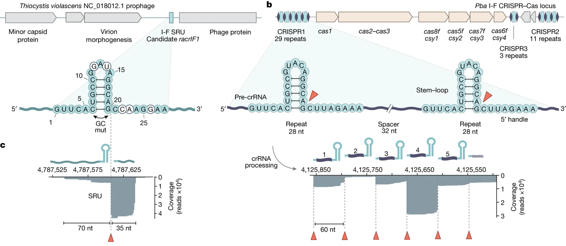 Open access visualization of Workflow, Illustration, T. violascens prophage, Type I-F SRU, RNA structure