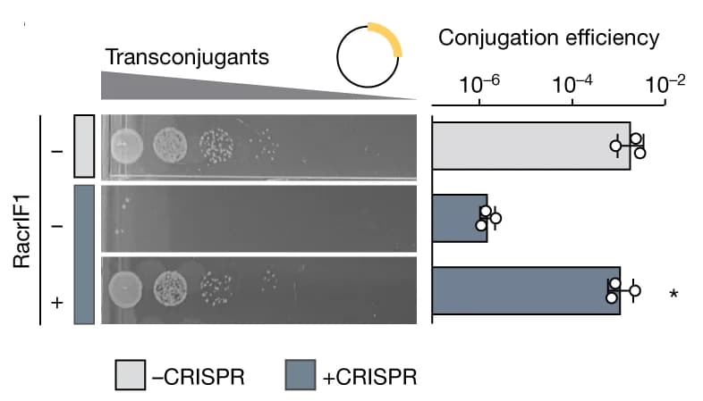 Open access visualization of Bar Plot, Error Bars, Gel, Conjugation efficiency, Type I-F