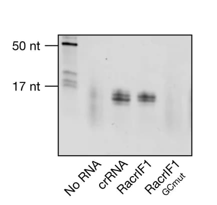 Open access visualization of Gel, RNA, Affinity purification, SEC, Cas6f