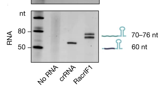 Open access visualization of Gel, Urea PAGE, RNA, Protein Fractions, Control