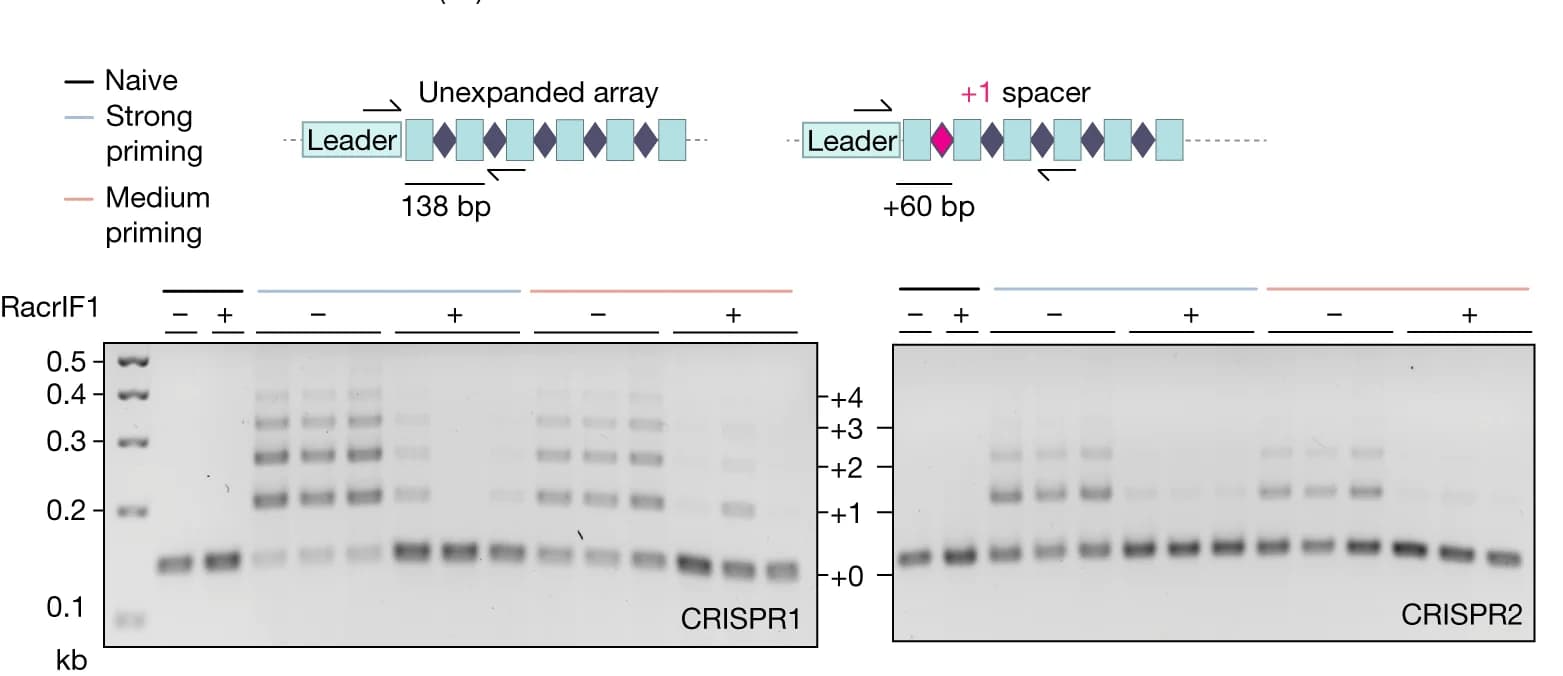 Open access visualization of Gel, CRISPR Adaptation, P. Atrosepticum, Type I-F Arrays, CRISPR1