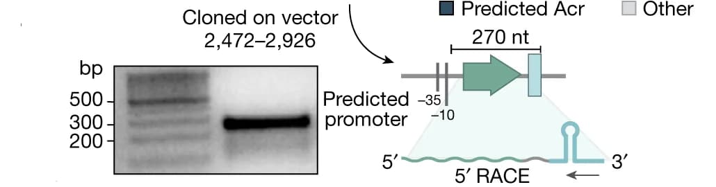 Open access visualization of Gel, Illustration, 5' RACE Analysis, acr - racr locus, Expression Vector