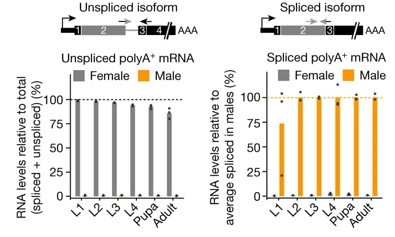 Open access visualization of Bar Plot, Scatter Plot, RT-qPCR quantification, Polyadenylated mRNA, SOA mRNA isoform levels