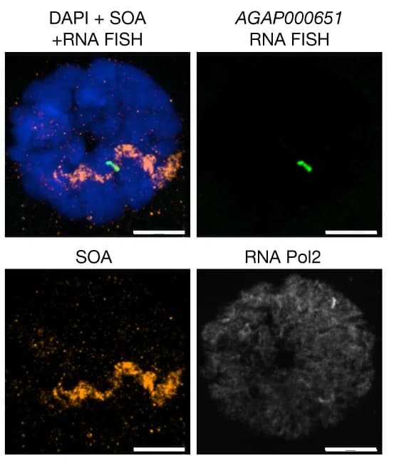 Open access visualization of Microscopy, Immunostaining, RNA FISH, DAPI, SOA