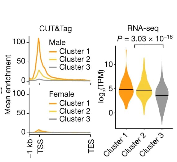 Open access visualization of Line Plot, Violin Plot, Metaplot, SOA CUT&Tag, k-means Clusters