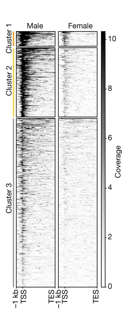 Open access visualization of Heatmap, Clustered, SOA CUT&Tag, X-linked Genes, k-means Clusters