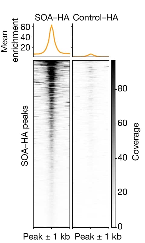 Open access visualization of Heatmap, Line Plot, Normalized CUT&Tag Coverage, Significant Peaks, Ag55 Cells