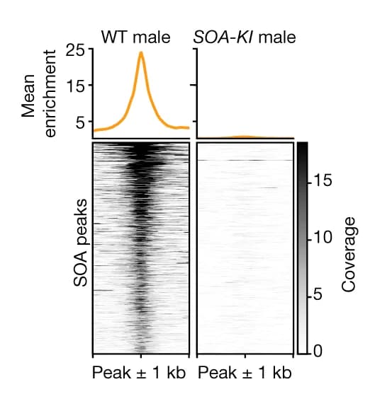 Open access visualization of Heatmap, Line Plot, CUT&Tag, Wild-type, SOA-KI