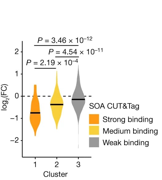 Open access visualization of Violin Plot, Log 2 (FC), DESeq2, RNA-seq, SOA-KI