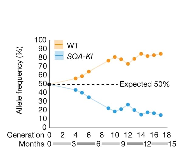 Open access visualization of Line Plot, Allele Frequencies, Wild-type, SOA-KI, Transgenic Mosquitoes