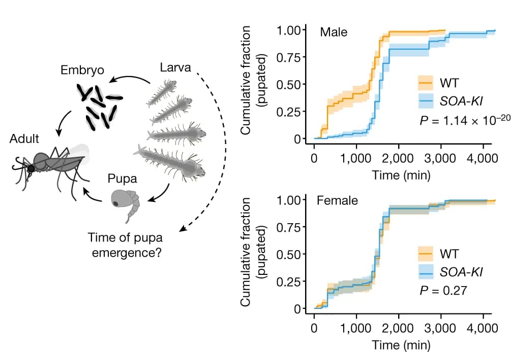 Open access visualization of Line Plot, Line Step, Illustration, Anopheles Development, Wild-type