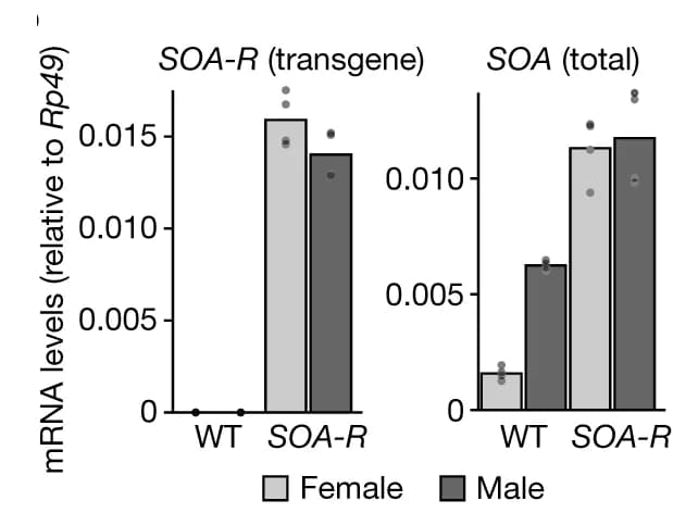 Open access visualization of Clustered, Bar Plot, Scatter Plot, SOA mRNA levels, RTqPCR