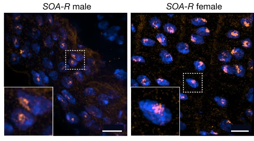Open access visualization of Microscopy, SOA immunostainings, DAPI, Homozygous SOA-R, Adult guts