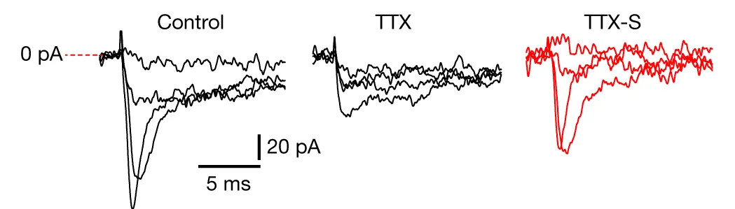 Open access visualization of Line Plot, Current Traces, Control Buffer, TTX, TTX-S Current