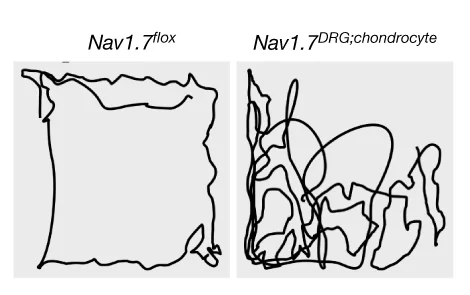 Open access visualization of Line Plot, Open Field Testing, DMM Surgery