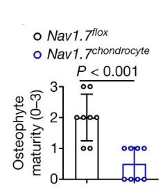 Open access visualization of Box Plot, Scatter Plot, Osteophyte Development, Mice, DMM Surgery