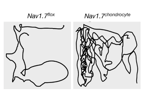 Open access visualization of Line Plot, Open Field Testing, DMM Surgery