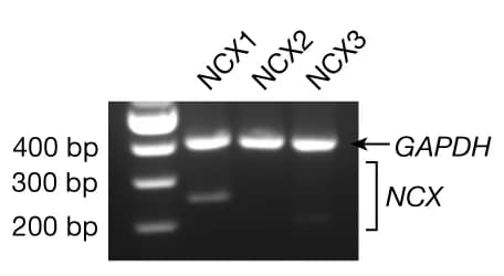 Open access visualization of Gel, NCX Isoforms, C28I2 Cells, Biological Replicates