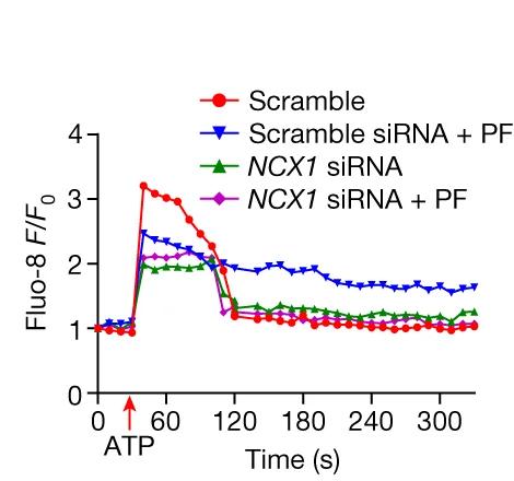 Open access visualization of Line Plot, F/F0, AUC, Intracellular Calcium, ATP Stimulation