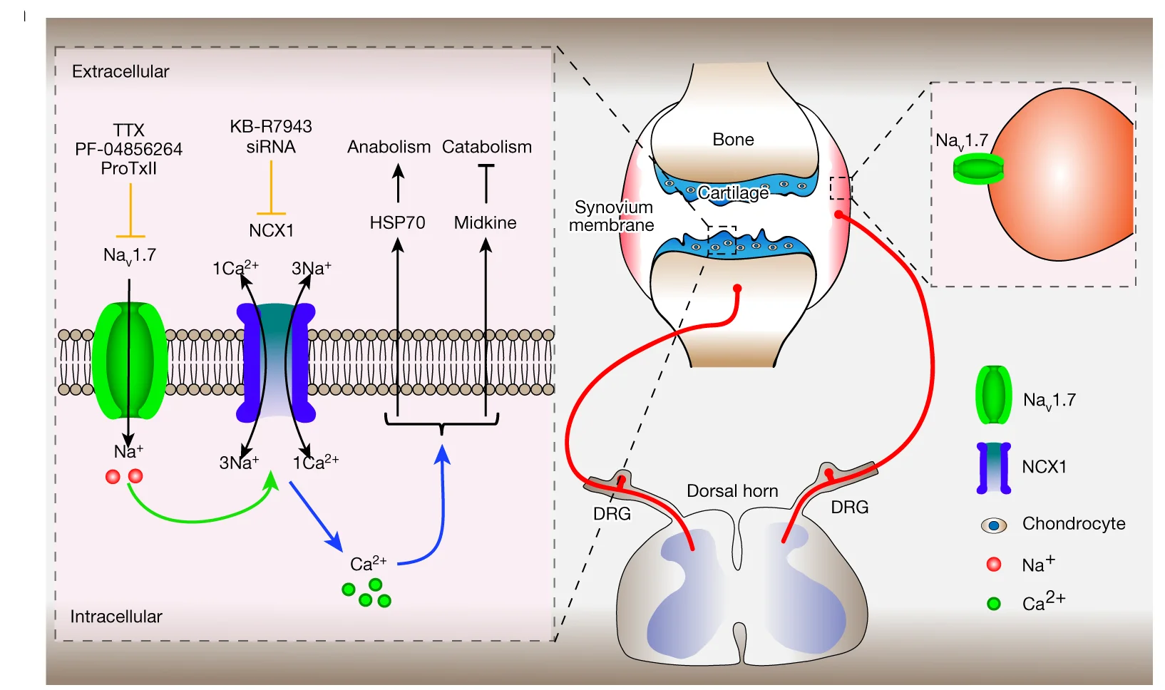 Open access visualization of Illustration, Workflow, Chondrocyte, DRG, Nav1.7