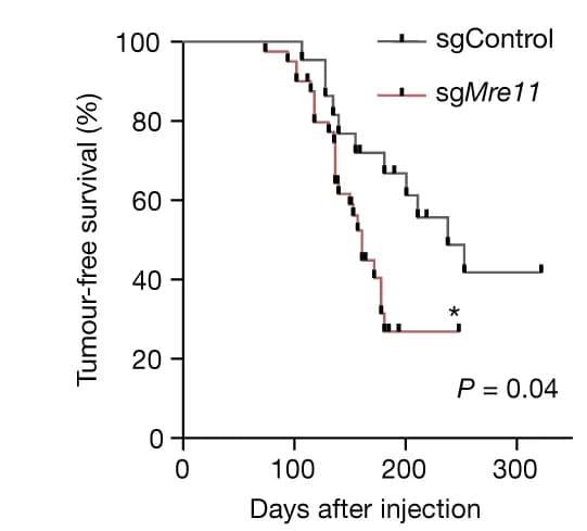Open access visualization of Survival Curve, Line Step, Kaplan-Meier, Tumor-Free Survival, Mice