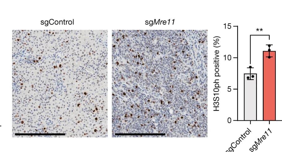 Open access visualization of Bar Plot, Error Bars, Microscopy, Immunohistochemistry, Histone H3S10ph